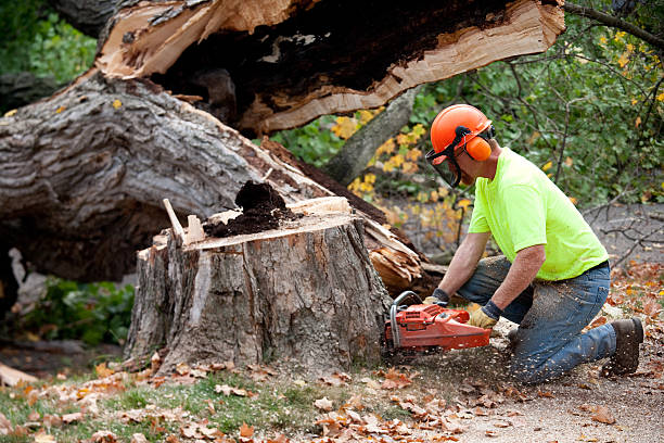 Best Storm Damage Tree Cleanup  in Moscow, PA